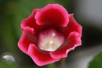 Лот: 3123502. Фото: 1. Глоксиния 7. Горшечные растения и комнатные цветы