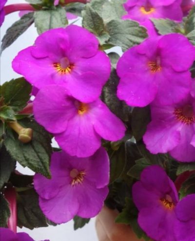 Лот: 8322403. Фото: 1. Ахименесы фиолет.и розов,4ствола. Горшечные растения и комнатные цветы