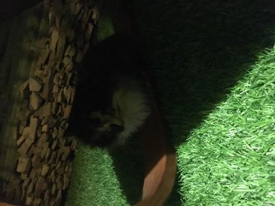 Лот: 12977690. Фото: 1. Отдам милого котёнка-пушистика... Кошки, котята