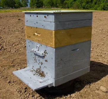 Лот: 5456122. Фото: 1. Пчёлы в улье. Пчеловодство