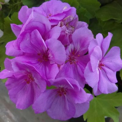 Лот: 15047155. Фото: 1. Пеларгония зональная Calipso. Горшечные растения и комнатные цветы