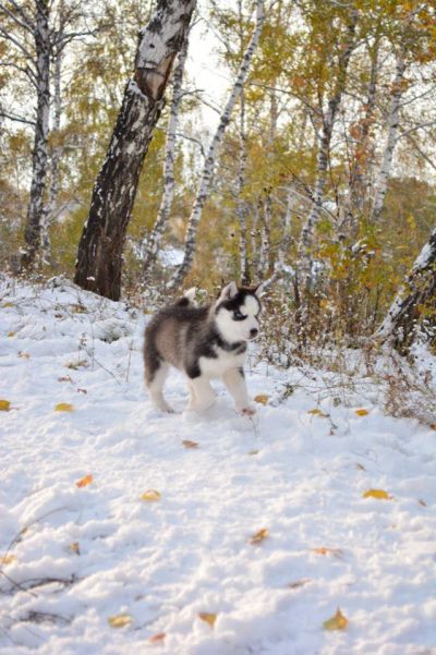 Лот: 5901465. Фото: 1. Щенок Хаски. Собаки, щенки