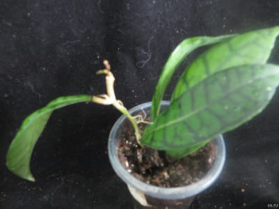 Лот: 13591961. Фото: 1. Хойя Hoya callistophylla short... Горшечные растения и комнатные цветы