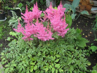 Лот: 10073286. Фото: 1. Астильба сот Gloria Purpurea... Садовые цветы