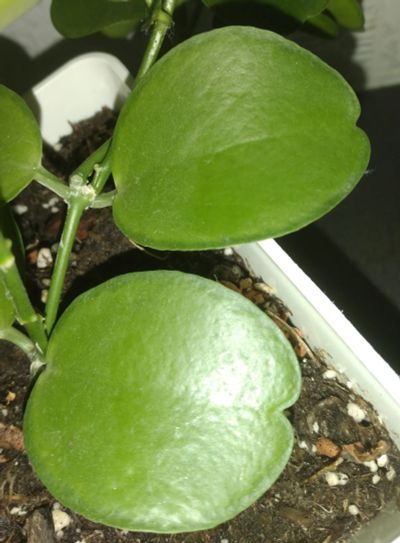 Лот: 18608393. Фото: 1. Дисхидия Apple Leaf. взрослое... Горшечные растения и комнатные цветы