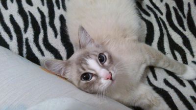 Лот: 6174443. Фото: 1. Нашлась КОШКА (похожа на балинеза... Кошки, котята