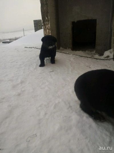 Лот: 13134478. Фото: 1. Щенки ,1 месяц 🐕. Собаки, щенки