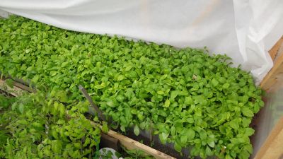 Лот: 15942911. Фото: 1. Рассада петуния. Садовые цветы