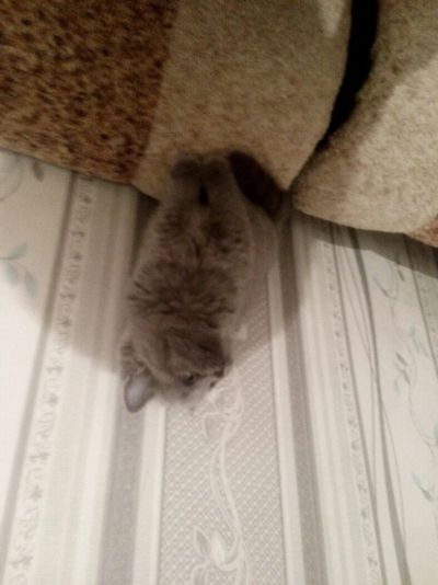 Лот: 12645999. Фото: 1. Голубая британская девочка. Кошки, котята