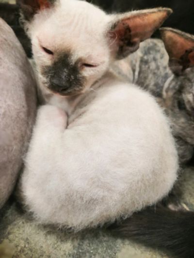 Лот: 15438586. Фото: 1. Сфинксята. Кошки, котята