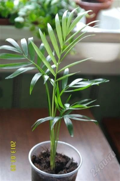 Лот: 2587284. Фото: 1. хамедорея. Горшечные растения и комнатные цветы