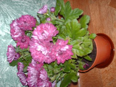 Лот: 5184793. Фото: 1. Хризантема в горшочке с подарочной... Горшечные растения и комнатные цветы