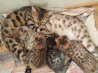 Лот: 16749889. Фото: 1. Бенгальский котенок. Кошки, котята