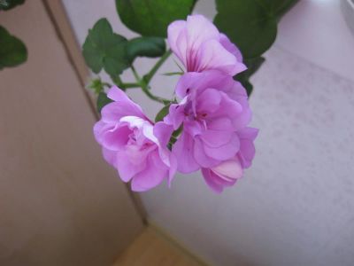 Лот: 3749457. Фото: 1. Плющелистная пеларгония PAC Lilac. Горшечные растения и комнатные цветы