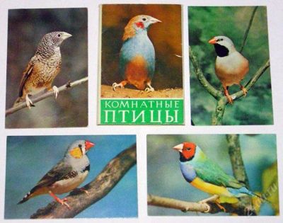 Лот: 86566. Фото: 1. Комплект открыток "Комнатные птицы... Другое (растения и животные)