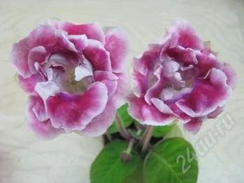 Лот: 2859465. Фото: 1. Глоксиния "Pinc Flamingo". Горшечные растения и комнатные цветы