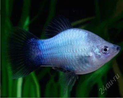 Лот: 16204655. Фото: 1. Пецилия голубая (Xiphophorus maculatus... Рыбки