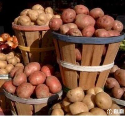 Лот: 3872260. Фото: 1. продам очень вкусный домашний... Картофель