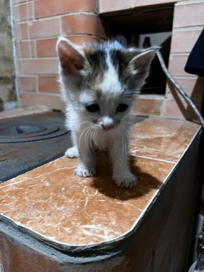 Лот: 19450815. Фото: 1. Котята. Кошки, котята
