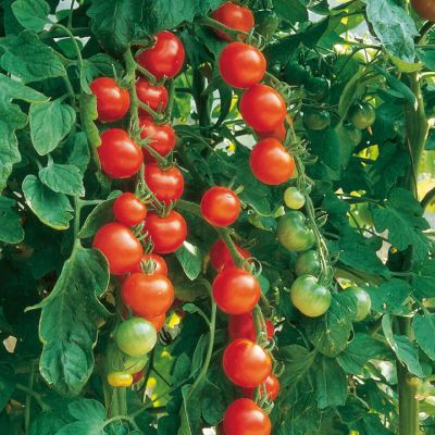 Лот: 9652136. Фото: 1. Рассада томата Черри "Gardeners... Овощи