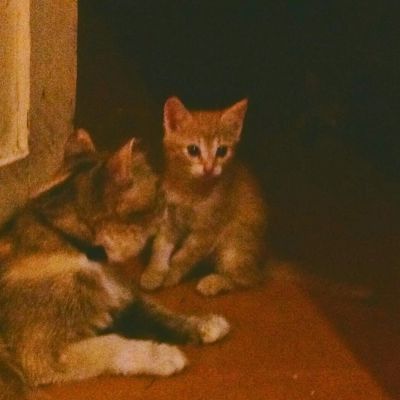 Лот: 4033653. Фото: 1. Котенок рыженький в хорошие ручки. Кошки, котята