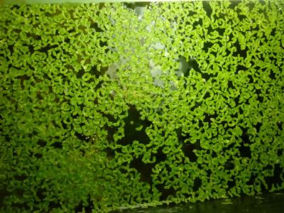 Лот: 7669899. Фото: 1. Ряска. Водные растения