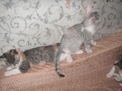 Лот: 4287924. Фото: 1. котофейки. Кошки, котята