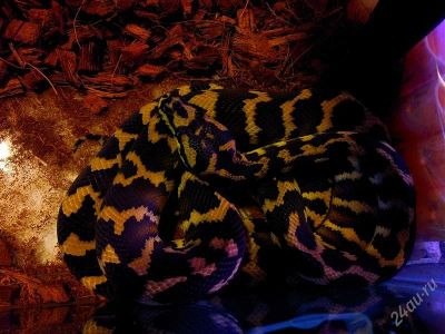 Лот: 1490594. Фото: 1. Ковровый питон (Morelia spilota... Остальные животные