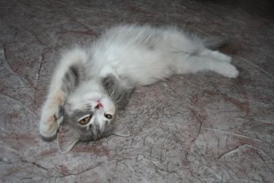 Лот: 3047474. Фото: 1. Котёнок - милаха. Кошки, котята