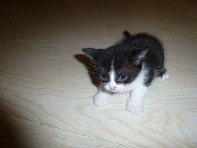 Лот: 5366678. Фото: 1. голубоглазый мальчик. Кошки, котята