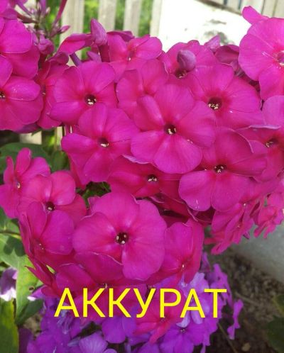 Лот: 11905020. Фото: 1. флокс " аккурат". Садовые цветы