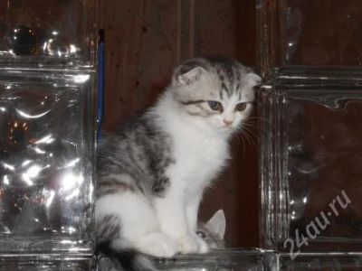 Лот: 2520608. Фото: 1. Шотландские котята. Кошки, котята