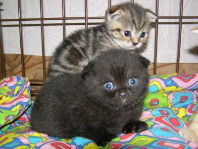 Лот: 3100727. Фото: 1. Шотландцы вислоухие. Кошки, котята