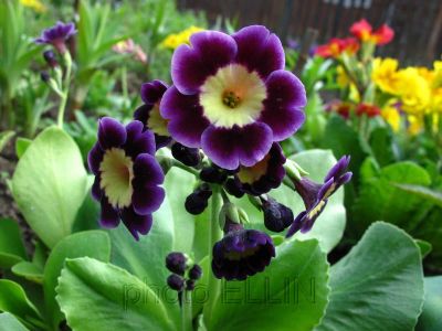 Лот: 7723064. Фото: 1. Примула ушковая. Садовые цветы