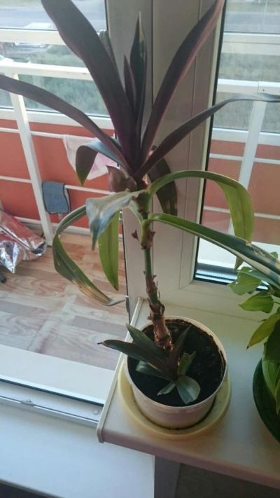 Лот: 6254566. Фото: 1. Рэо. Горшечные растения и комнатные цветы