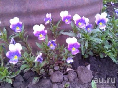Лот: 9678367. Фото: 1. Рассада анютины глазки (фиалка... Садовые цветы