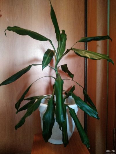Лот: 7799253. Фото: 1. цветок. Драцена 1. Душистая (Dracaenafragrans... Горшечные растения и комнатные цветы