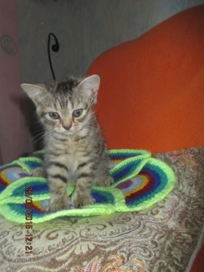 Лот: 6007899. Фото: 1. котик. Кошки, котята