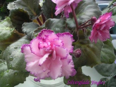 Лот: 1263914. Фото: 1. Лист фиалки Silverglade Jingles. Горшечные растения и комнатные цветы