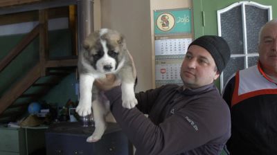 Лот: 7298901. Фото: 1. Щенки среднеазиатской овчарки... Собаки, щенки