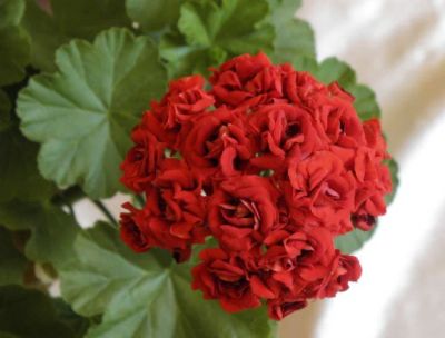 Лот: 11183959. Фото: 1. пеларгония красная розенбудная. Горшечные растения и комнатные цветы
