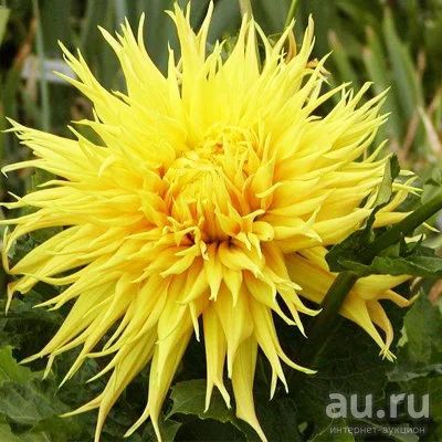 Лот: 9530370. Фото: 1. Георгин Энкор (клубень с ростком... Садовые цветы