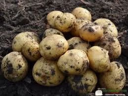 Лот: 12435193. Фото: 1. картофель деревенский нового урожая. Картофель