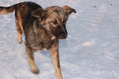 Лот: 4631263. Фото: 1. Лиза! 7 месяцев, стерилизована... Собаки, щенки