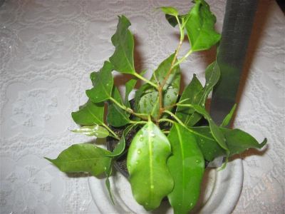 Лот: 544256. Фото: 1. Ficus Benjamina 2 отростка. Горшечные растения и комнатные цветы