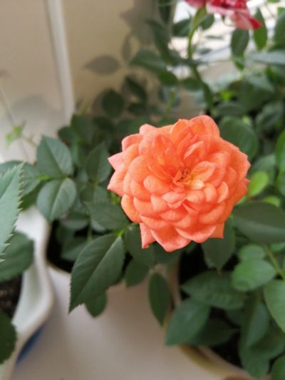 Лот: 17877500. Фото: 1. Розочка домашняя оранжевая. Горшечные растения и комнатные цветы