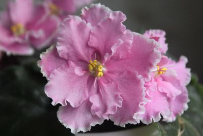 Лот: 5270461. Фото: 1. Сортовая фиалка Чудотворная (лист... Горшечные растения и комнатные цветы