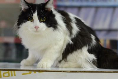 Лот: 6938360. Фото: 1. Красивый пушистый черно-белый... Кошки, котята