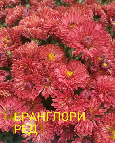 Лот: 8878468. Фото: 1. Бранглори ред. Садовые цветы