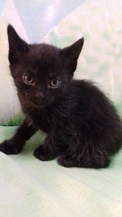 Лот: 14171518. Фото: 1. Отдам котят. Кошки, котята
